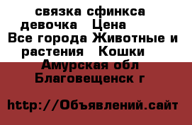 связка сфинкса. девочка › Цена ­ 500 - Все города Животные и растения » Кошки   . Амурская обл.,Благовещенск г.